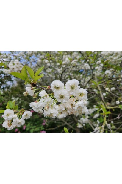 Цветение дерева вишни.